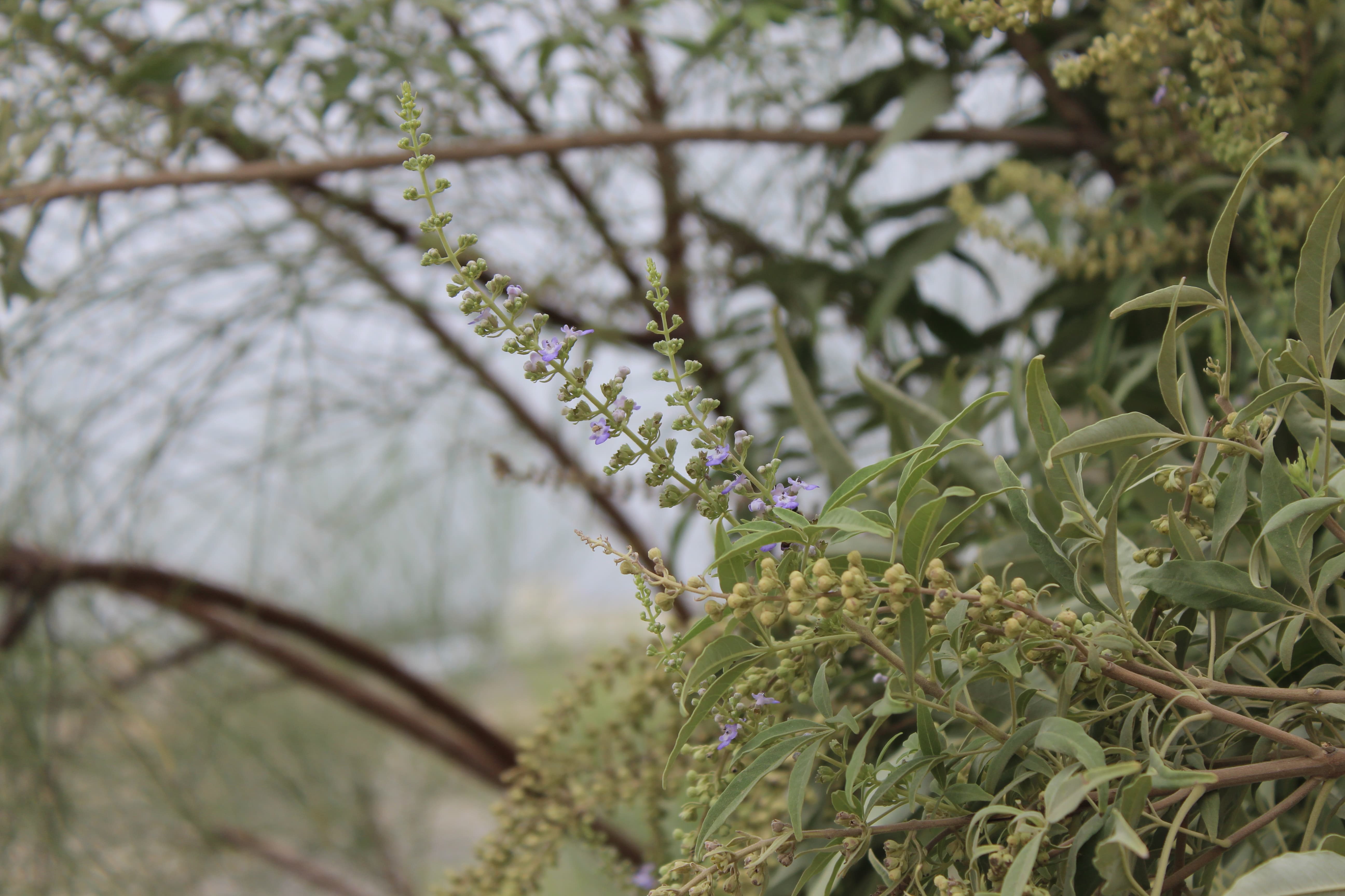 Plant Image